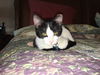 EMILY, Very Sweet Social kitten
