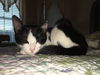 EMILY, Very Sweet Social kitten