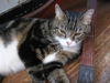 Reddy Freddie - Meet lovable lap cat at PetValu!