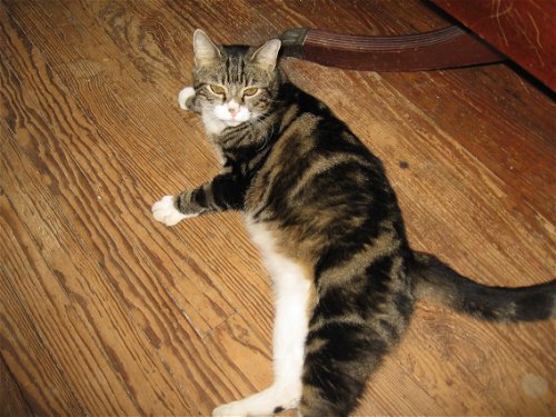 Reddy Freddie - Meet lovable lap cat at PetValu!