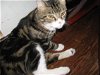 Reddy Freddie - Meet lovable lap cat at PetValu!