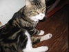 Reddy Freddie - Meet lovable lap cat at PetValu!