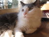 Liam - Funny lap cat!