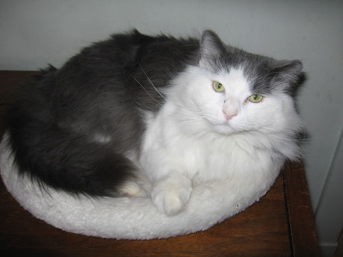 Liam - Funny lap cat!