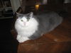 Liam - Funny lap cat!