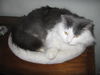 Liam - Funny lap cat!