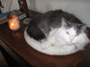 Liam - Funny lap cat!