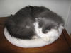 Liam - Funny lap cat!