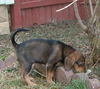 Violet (Beagle/Lab)