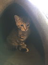 Nadia Kitten- come see me at Petvalue Lemoyne