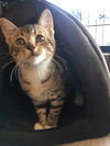 Nadia Kitten- come see me at Petvalue Lemoyne