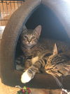 Nadia Kitten- come see me at Petvalue Lemoyne