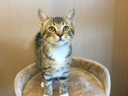 Nadia Kitten- come see me at Petvalue Lemoyne