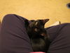 Michele - Kitten