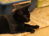 Michele - Kitten