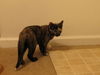 Carla - Kitten