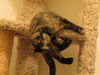 Carla - Kitten