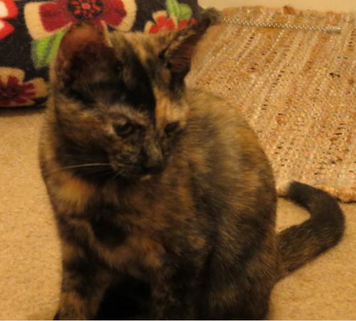 Carla - Kitten