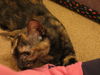 Lisa - Kitten