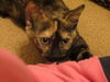 Lisa - Kitten