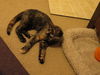 Lisa - Kitten