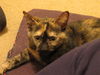 Lisa - Kitten