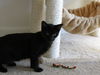 Evan - Kitten