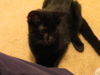 Evan - Kitten
