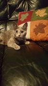 Laila kitten - Loves dogs!