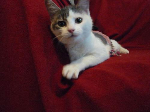 Emily - The Super Friendly Kitten