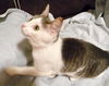 Emily - The Super Friendly Kitten