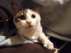 Emily - The Super Friendly Kitten