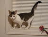 Emily - The Super Friendly Kitten