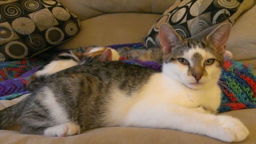 ZORRO the KITTEN