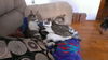 ZORRO the KITTEN