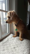 Ginger