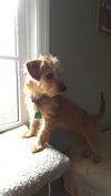 Ginger