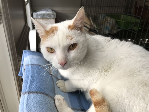 GEORGE, Lovely adult!