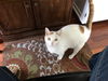 GEORGE, Lovely adult!