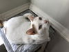 GEORGE, Lovely adult!