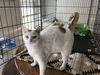 GEORGE, Lovely adult!