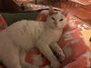 GEORGE, Lovely adult!