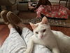 GEORGE, Lovely adult!