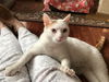 GEORGE, Lovely adult!