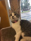 Sabrina Kitten-Visit Me At The Blue Dog Pet Store