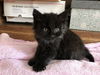 MICAH, Long haired manx kitten