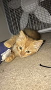Niles