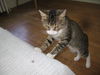Lewis-Lovable, young lap cat!