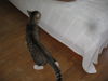 Lewis-Lovable, young lap cat!