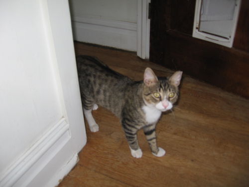 Lewis-Lovable, young lap cat!